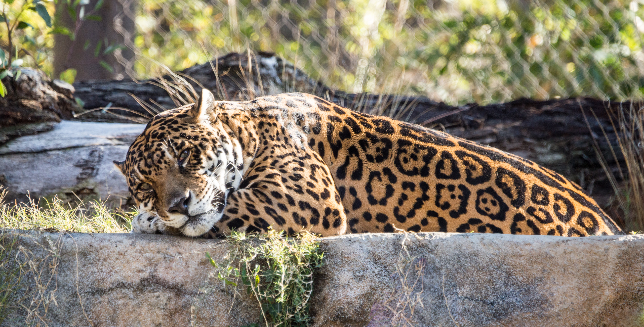 Jaguar - Los Angeles Zoo and Botanical Gardens